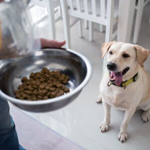 makanan sehat untuk anjing