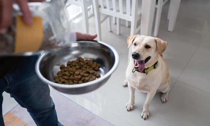 makanan sehat untuk anjing